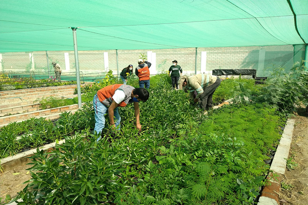 ucsm-proyecto-arequipa-ciudad-verde-entrego-1150-plantones-para-reforestar-el-distrito-de-sachaca-1