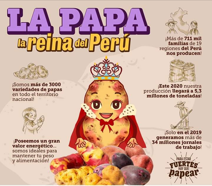 ucsm-al-ano-cada-peruano-consume-90-kilos-de-papa-como-parte-de-su-dieta-alimenticia-1